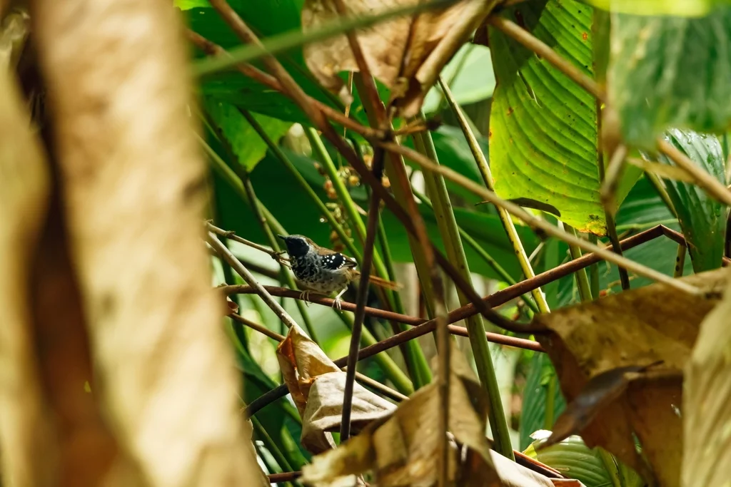 鳞纹蚁鸟(Myrmoderus squamosus)