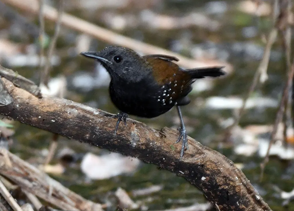 黑喉蚁鸟（Myrmophylax atrothorax）