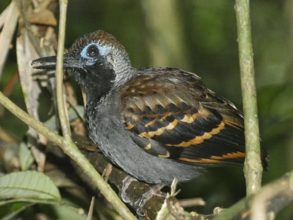 斑翅蚁鸟(Myrmornis torquata)