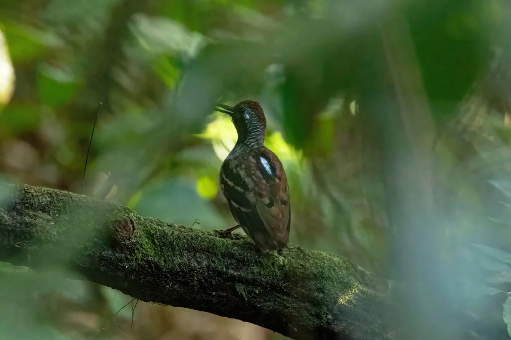 斑翅蚁鸟(Myrmornis torquata)