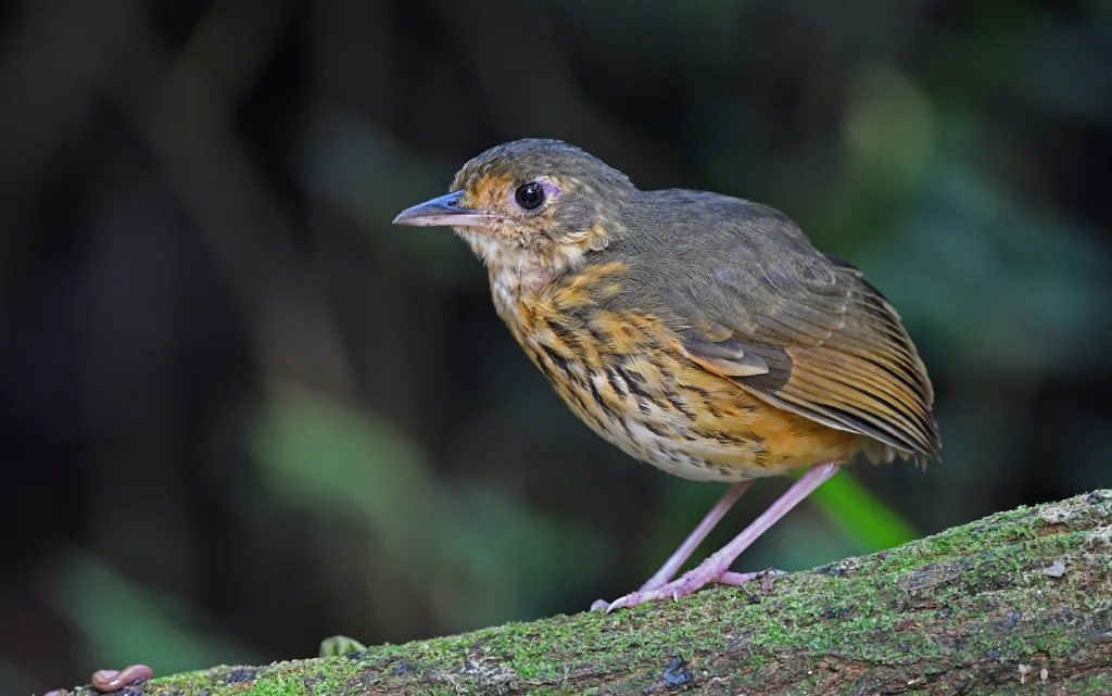 亚马孙蚁鸫(Myrmothera berlepschi)