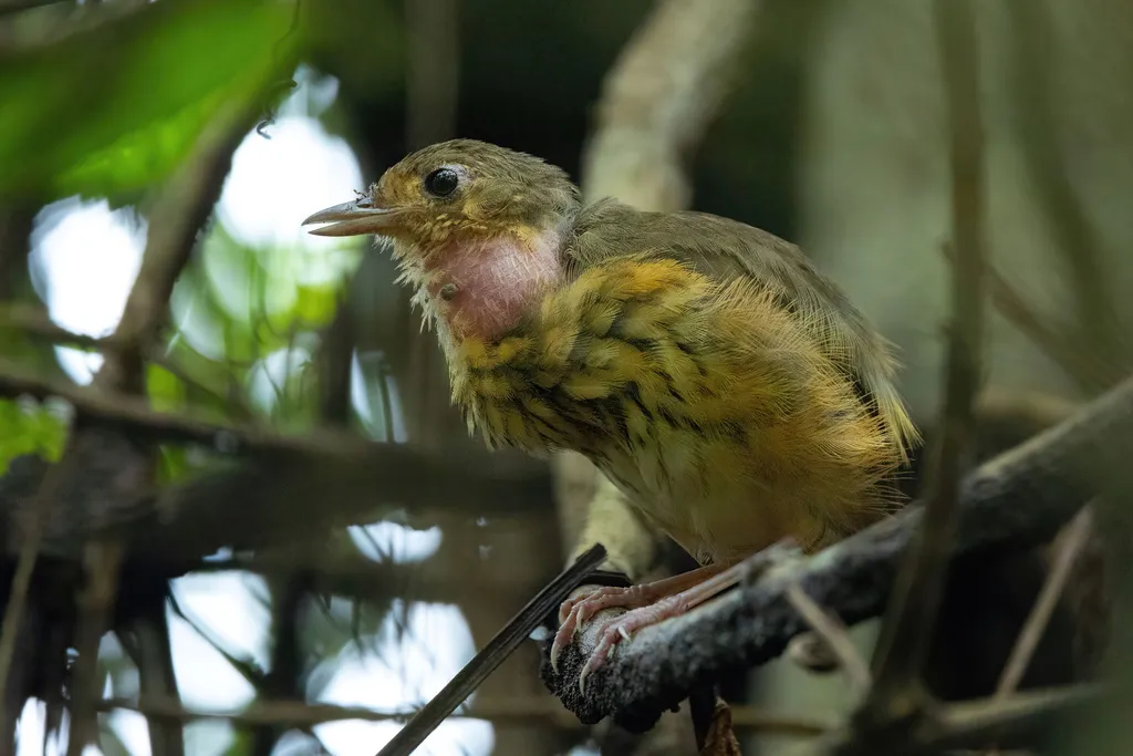 亚马孙蚁鸫(Myrmothera berlepschi)