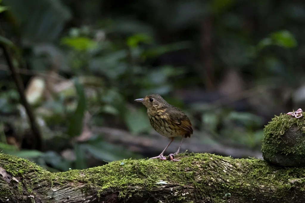 亚马孙蚁鸫(Myrmothera berlepschi)