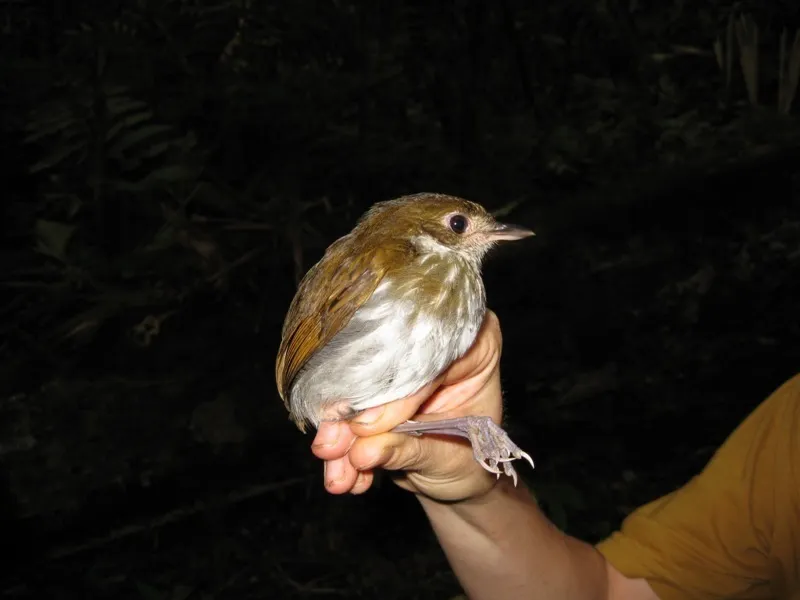 拟鸫蚁鸫（Myrmothera campanisona）