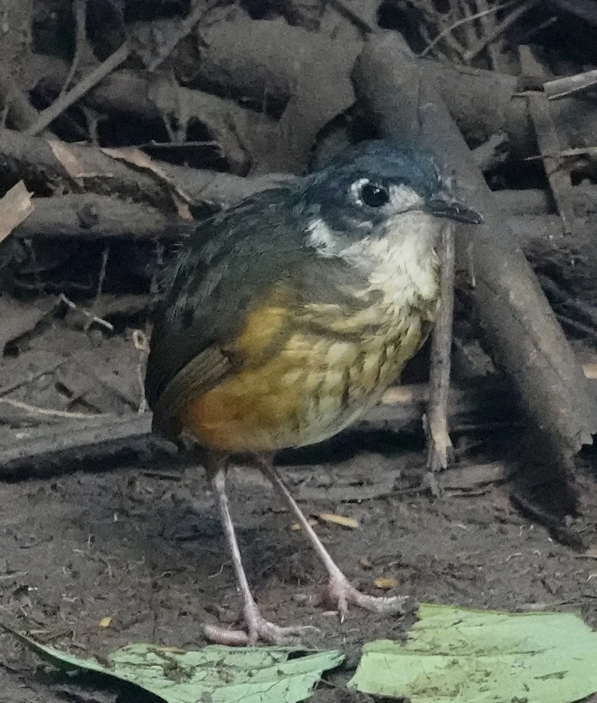 白眼先蚁鸫(Myrmothera fulviventris)