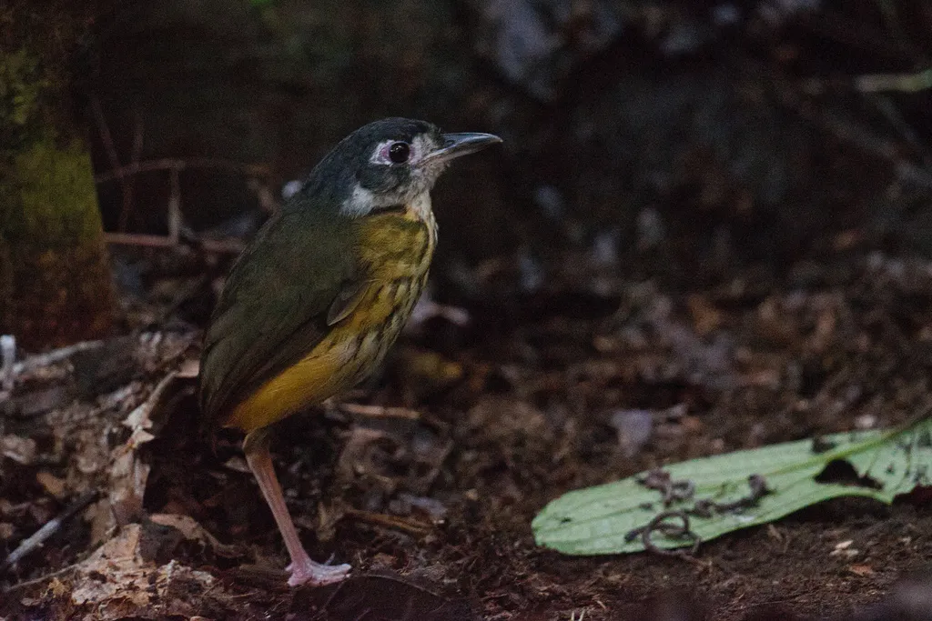 白眼先蚁鸫(Myrmothera fulviventris)