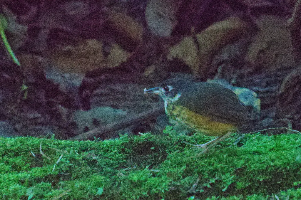 白眼先蚁鸫(Myrmothera fulviventris)