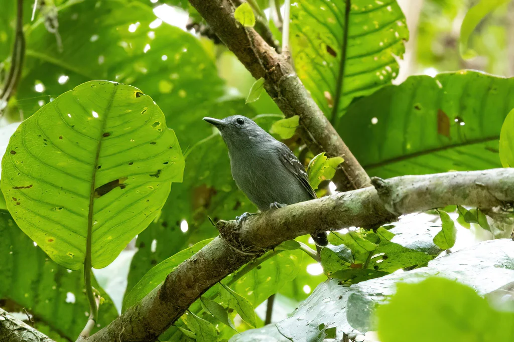 铅色蚁鹩（Myrmotherula assimilis）