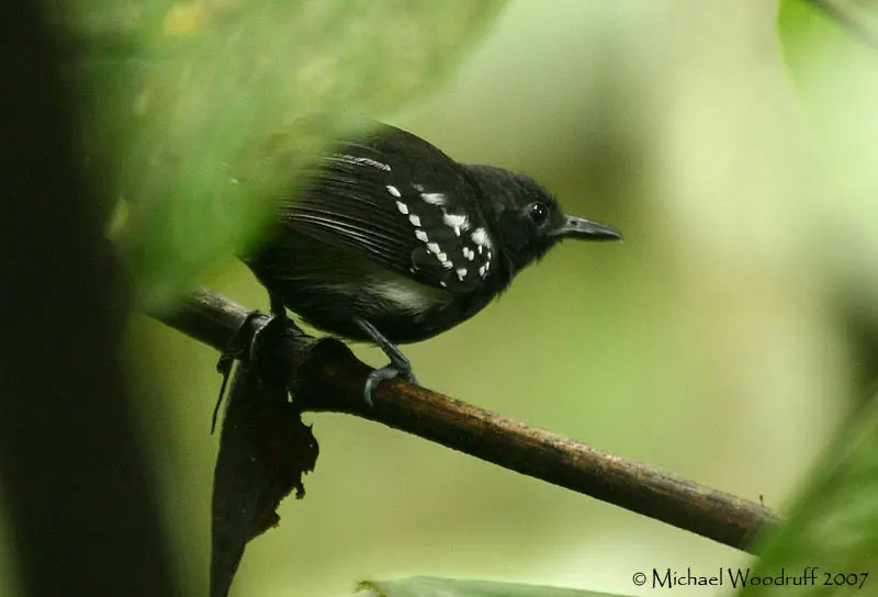 白胁蚁鹩（Myrmotherula axillaris）