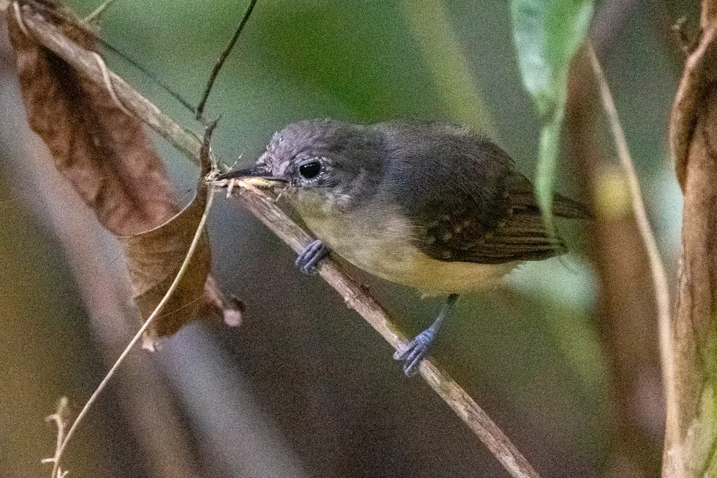 白胁蚁鹩（Myrmotherula axillaris）