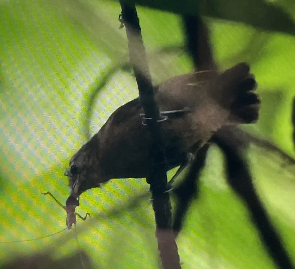 白胁蚁鹩（Myrmotherula axillaris）
