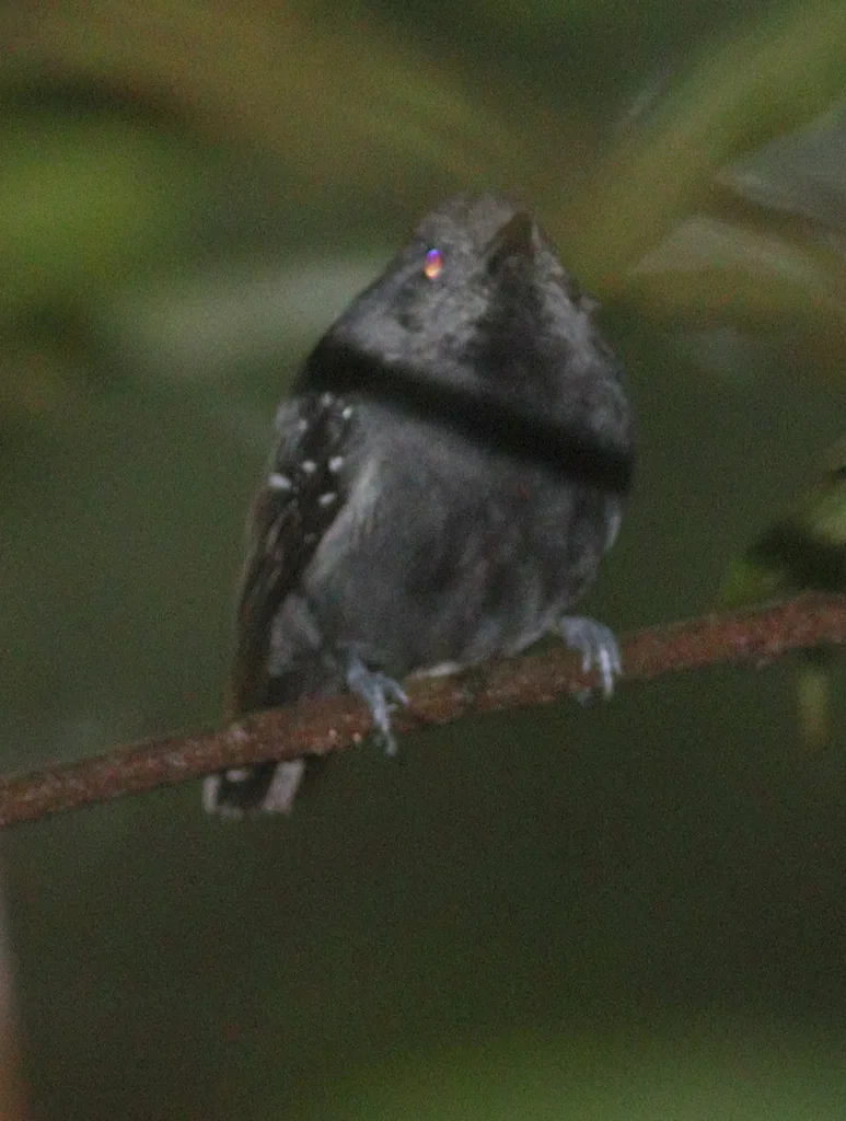 白胁蚁鹩（Myrmotherula axillaris）