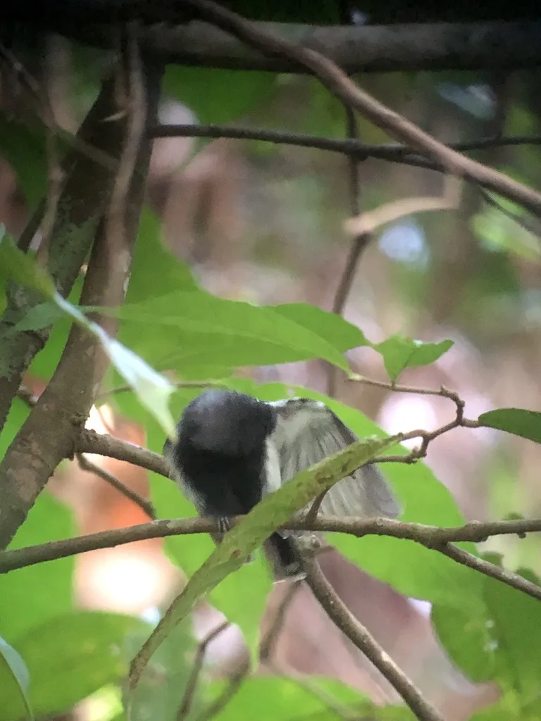 白胁蚁鹩（Myrmotherula axillaris）