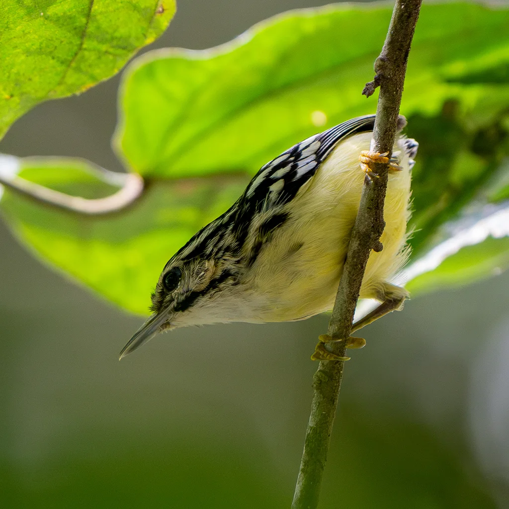 须蚁鹩（Myrmotherula ignota）