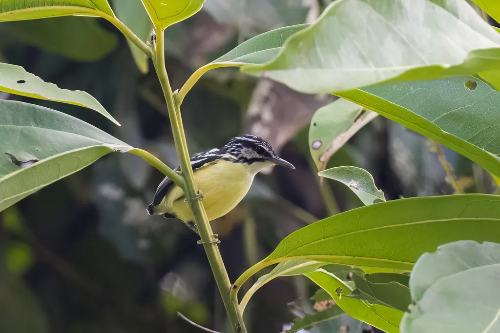 须蚁鹩（Myrmotherula ignota）
