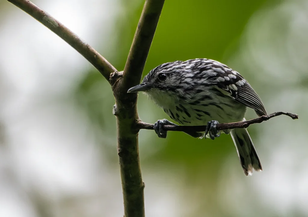 纹胸蚁鹩(Myrmotherula longicauda)
