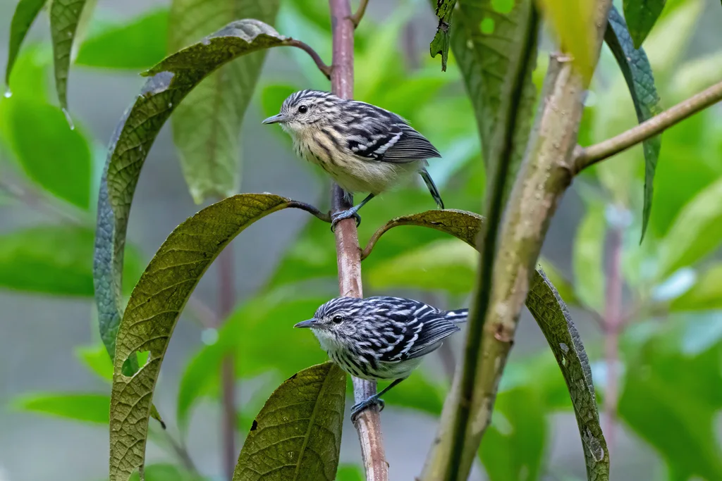 纹胸蚁鹩(Myrmotherula longicauda)