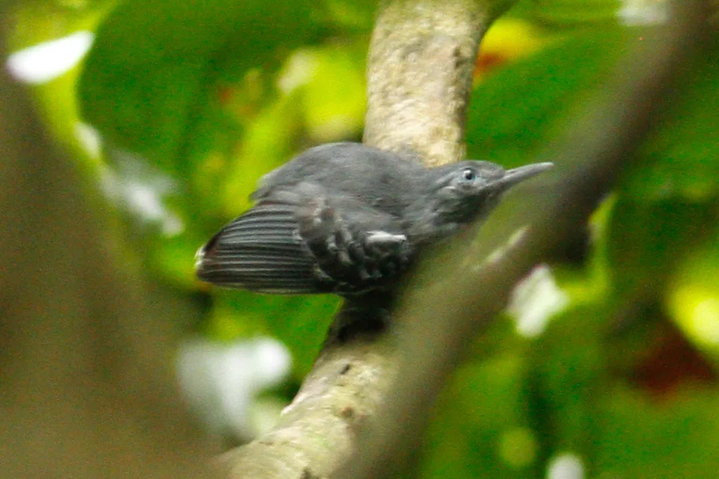长翅蚁鹩(Myrmotherula longipennis)