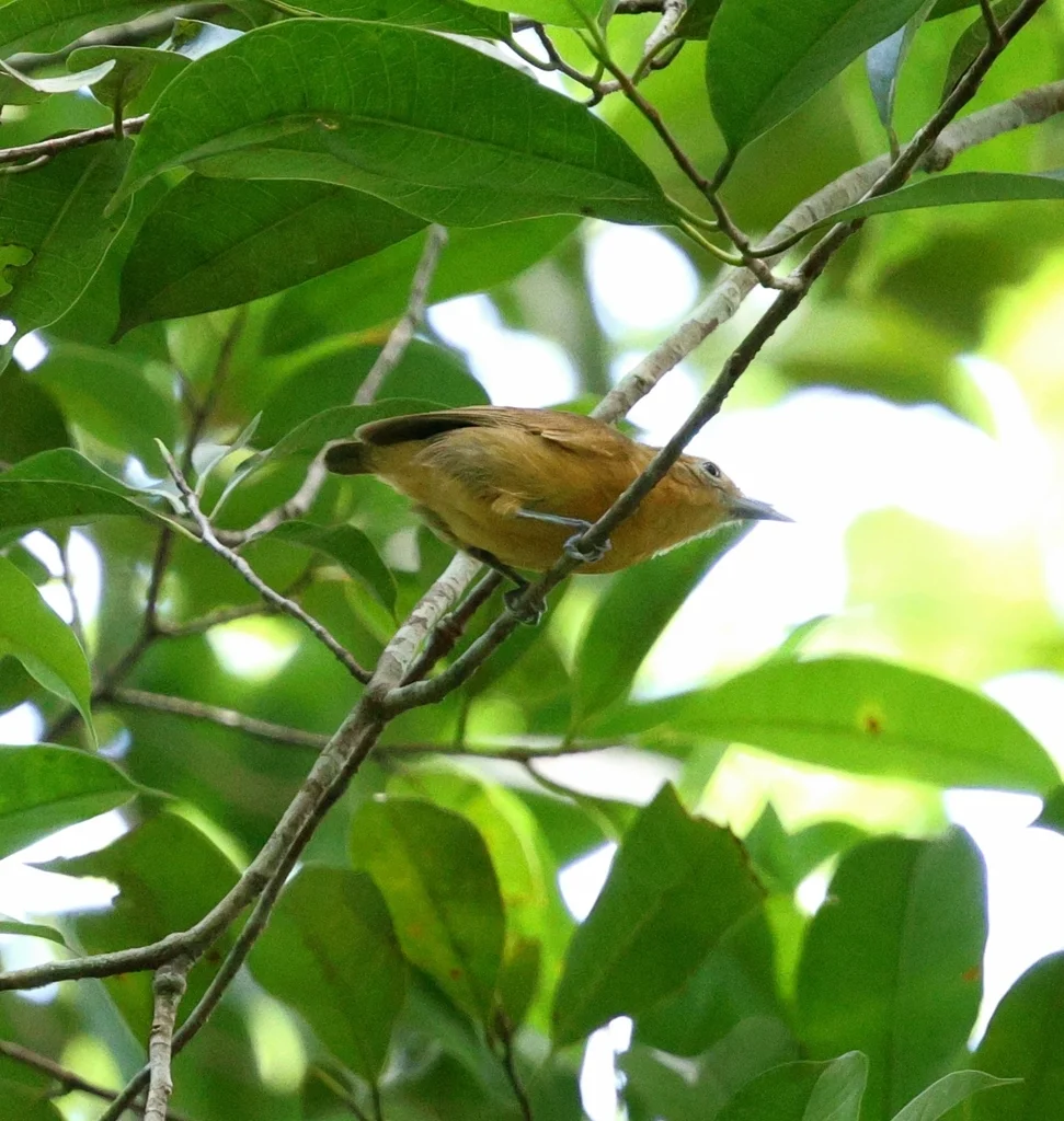 长翅蚁鹩(Myrmotherula longipennis)