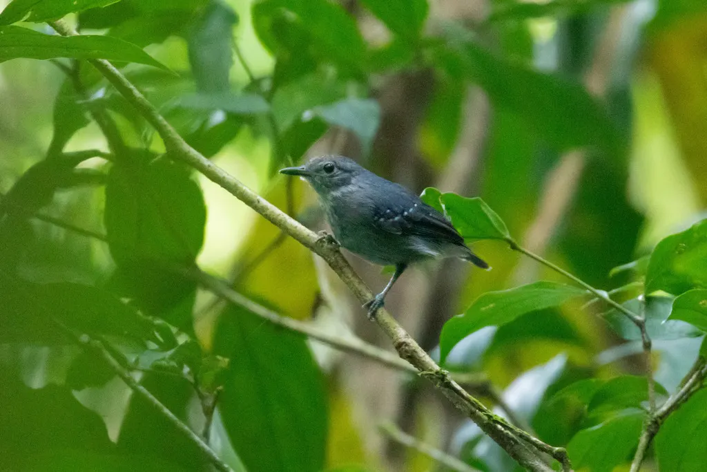 灰蚁鹩（Myrmotherula menetriesii）