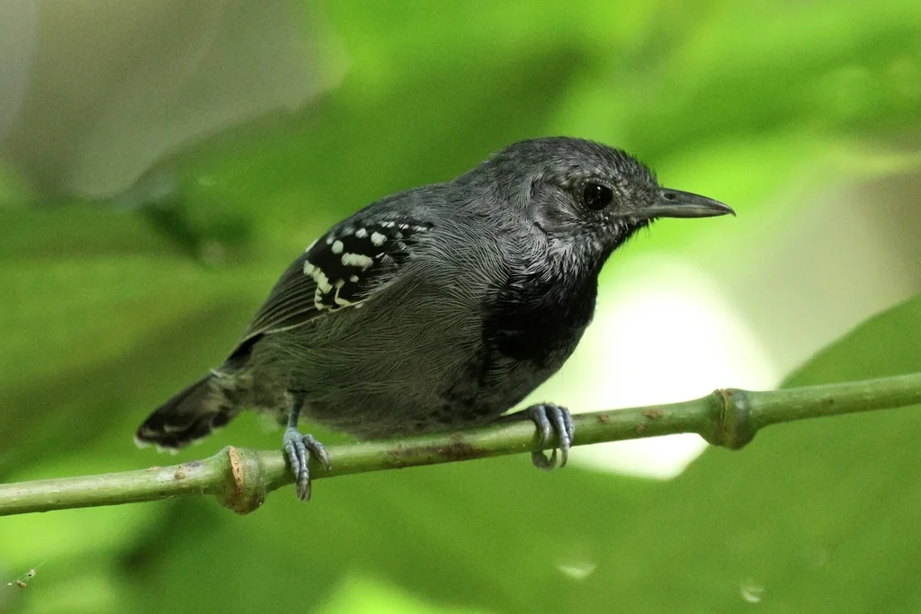 小蚁鹩(Myrmotherula minor)