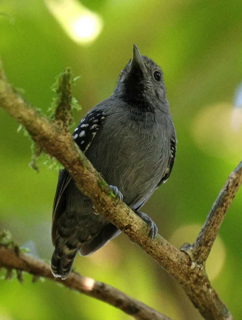 小蚁鹩(Myrmotherula minor)