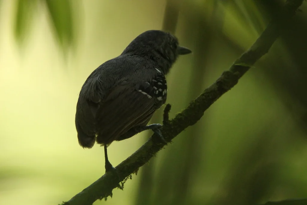 小蚁鹩(Myrmotherula minor)