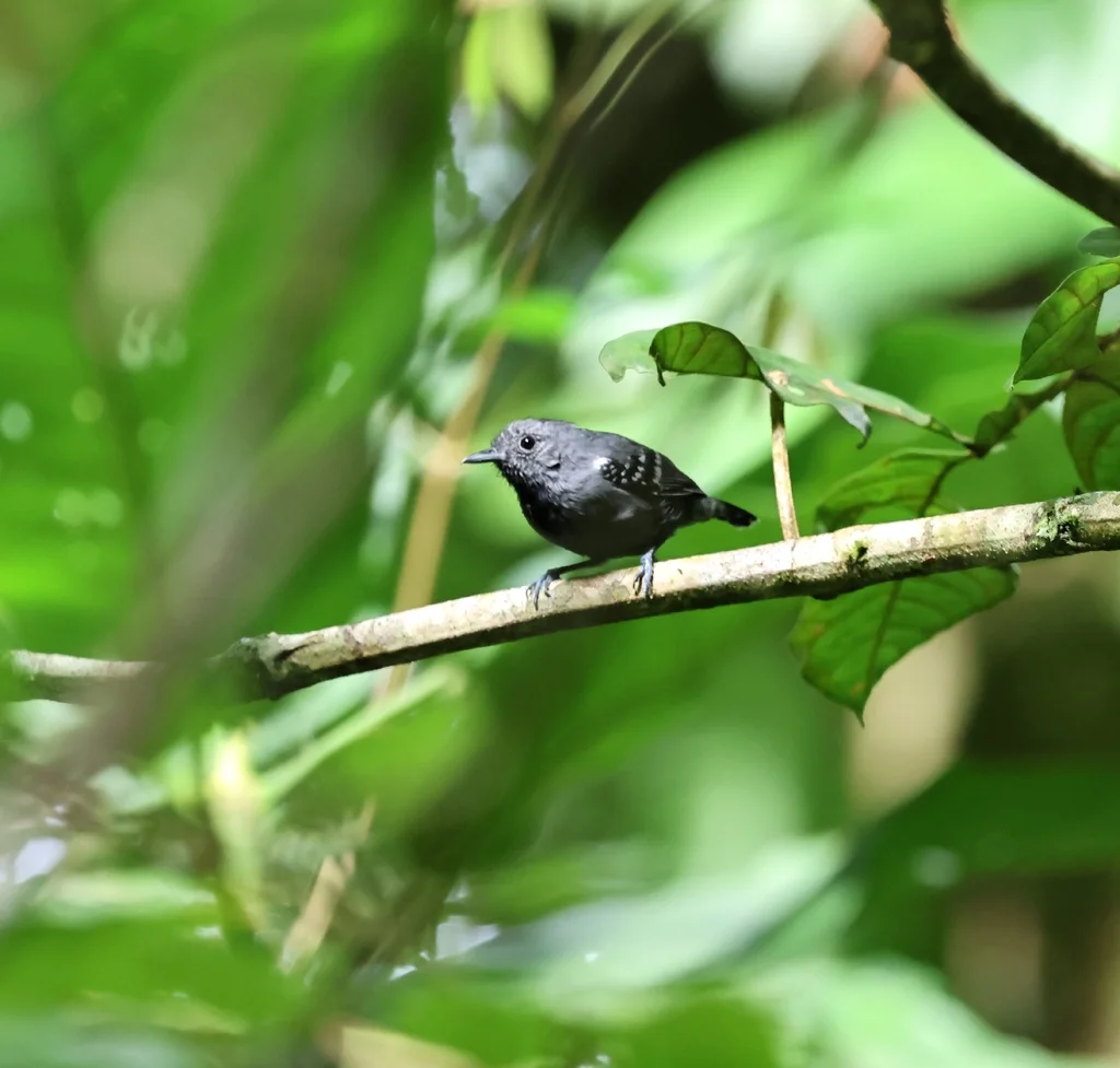 小蚁鹩(Myrmotherula minor)