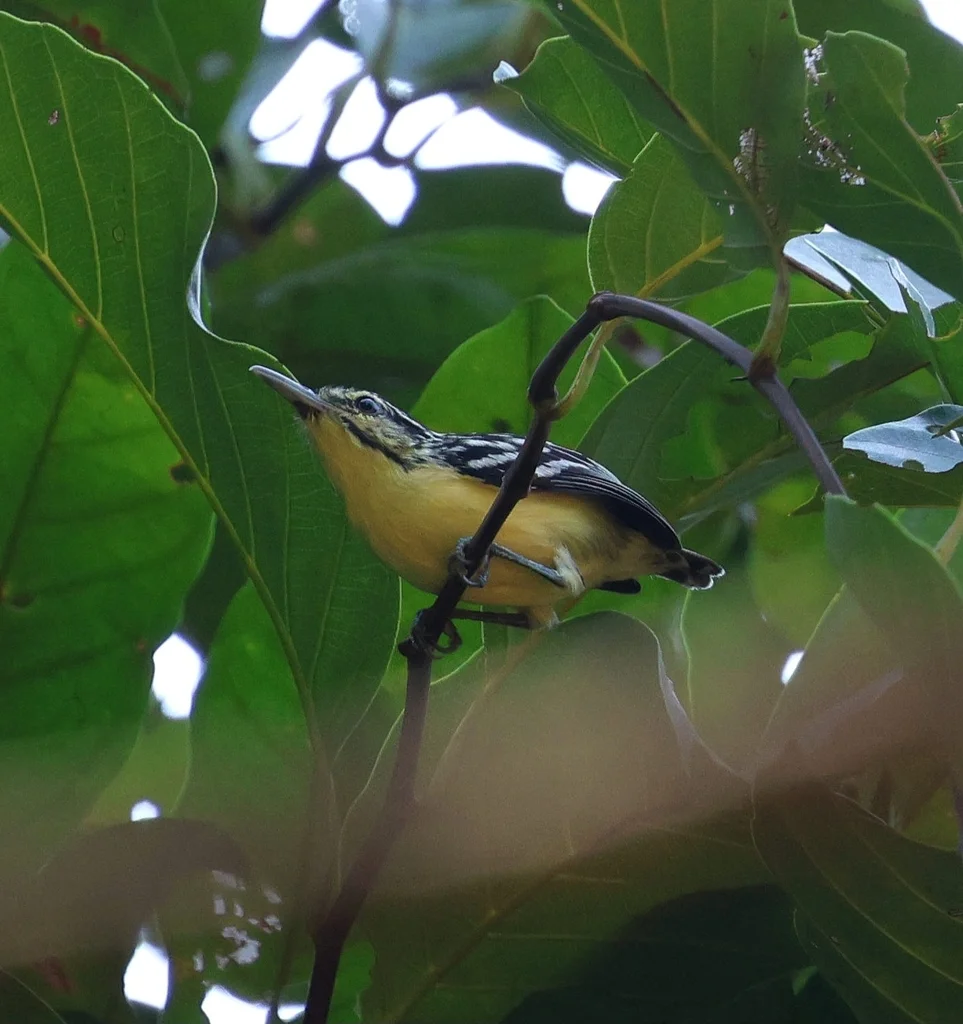 巴西蚁鹩（Myrmotherula sclateri）