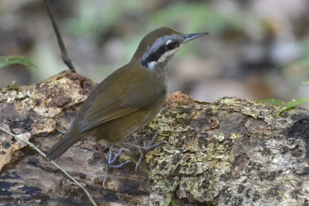 克氏须鹛(Mystacornis crossleyi)