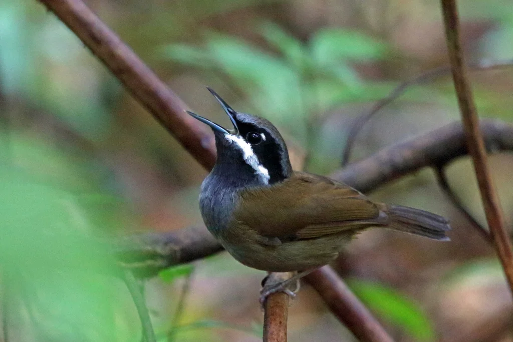 克氏须鹛(Mystacornis crossleyi)