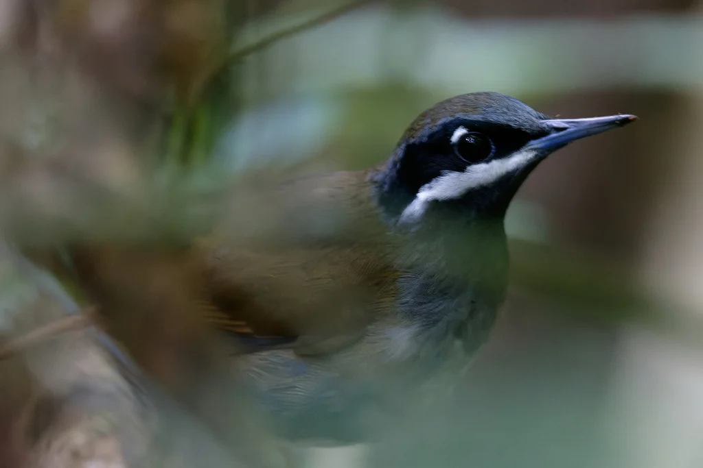 克氏须鹛(Mystacornis crossleyi)