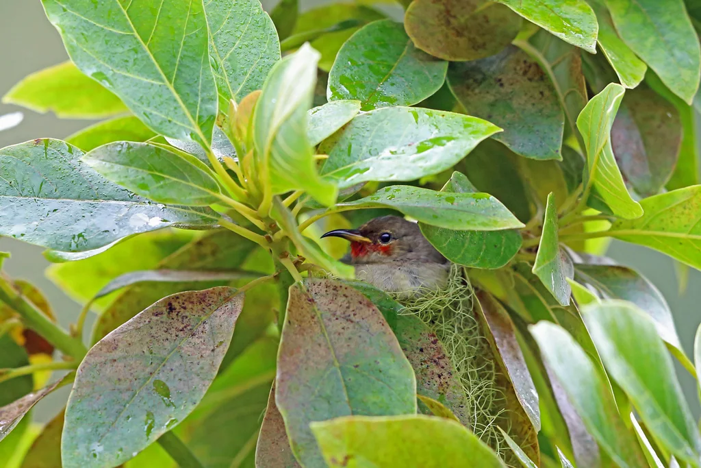 山摄蜜鸟（Myzomela adolphinae）