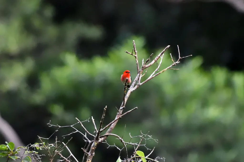 新喀摄蜜鸟(Myzomela caledonica)