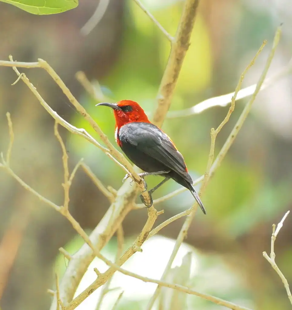 深红摄蜜鸟(Myzomela cardinalis)