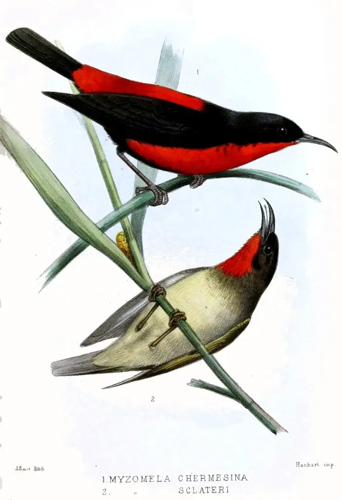 罗岛摄蜜鸟(Myzomela chermesina)