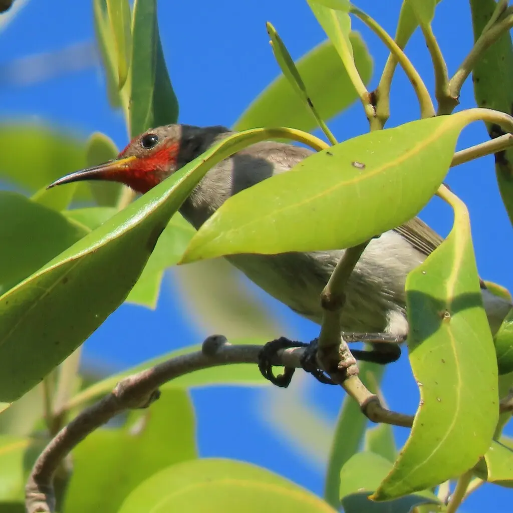 红头摄蜜鸟(Myzomela erythrocephala)