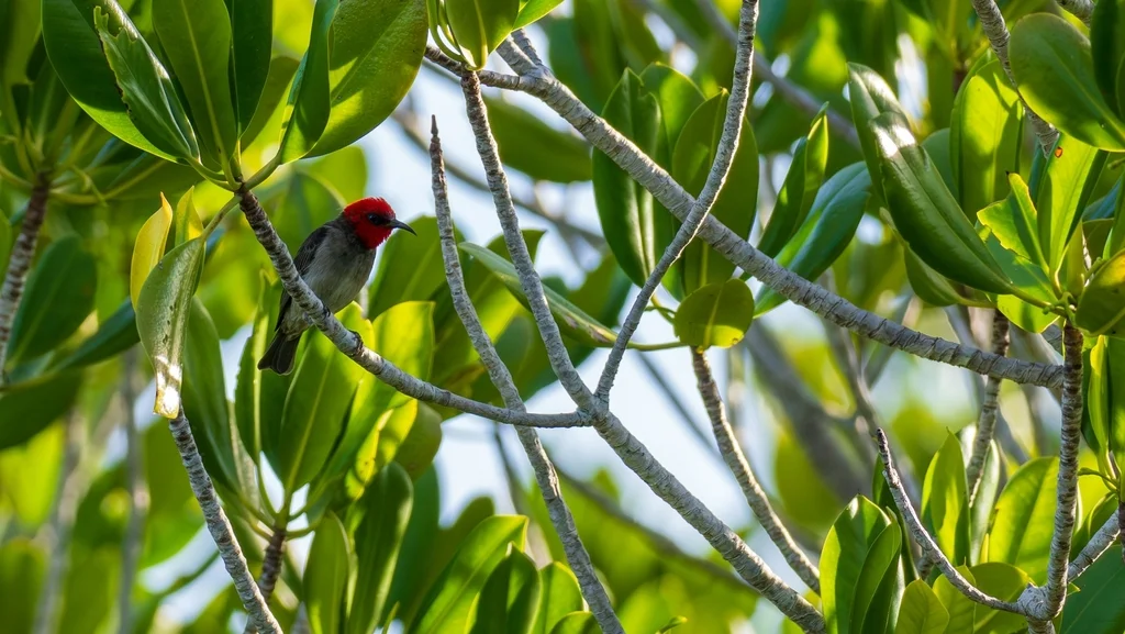 红头摄蜜鸟(Myzomela erythrocephala)