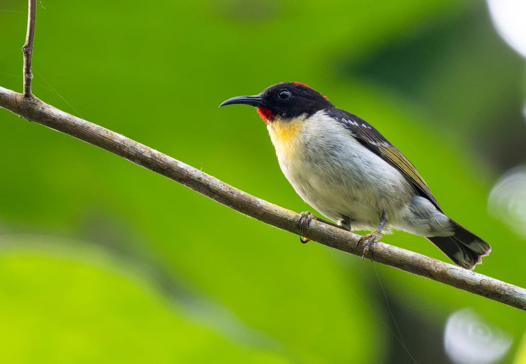 橙胸摄蜜鸟(Myzomela jugularis)
