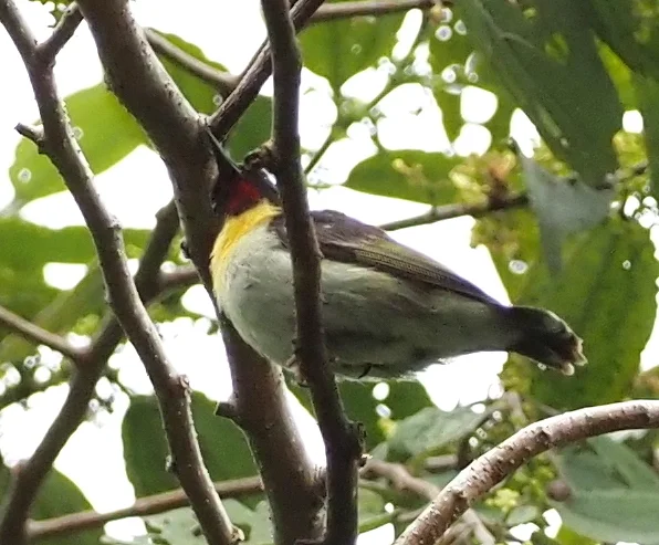 橙胸摄蜜鸟(Myzomela jugularis)