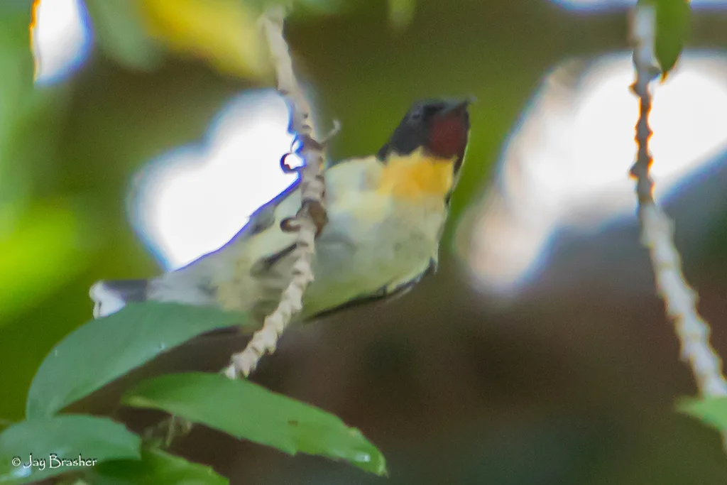 橙胸摄蜜鸟(Myzomela jugularis)