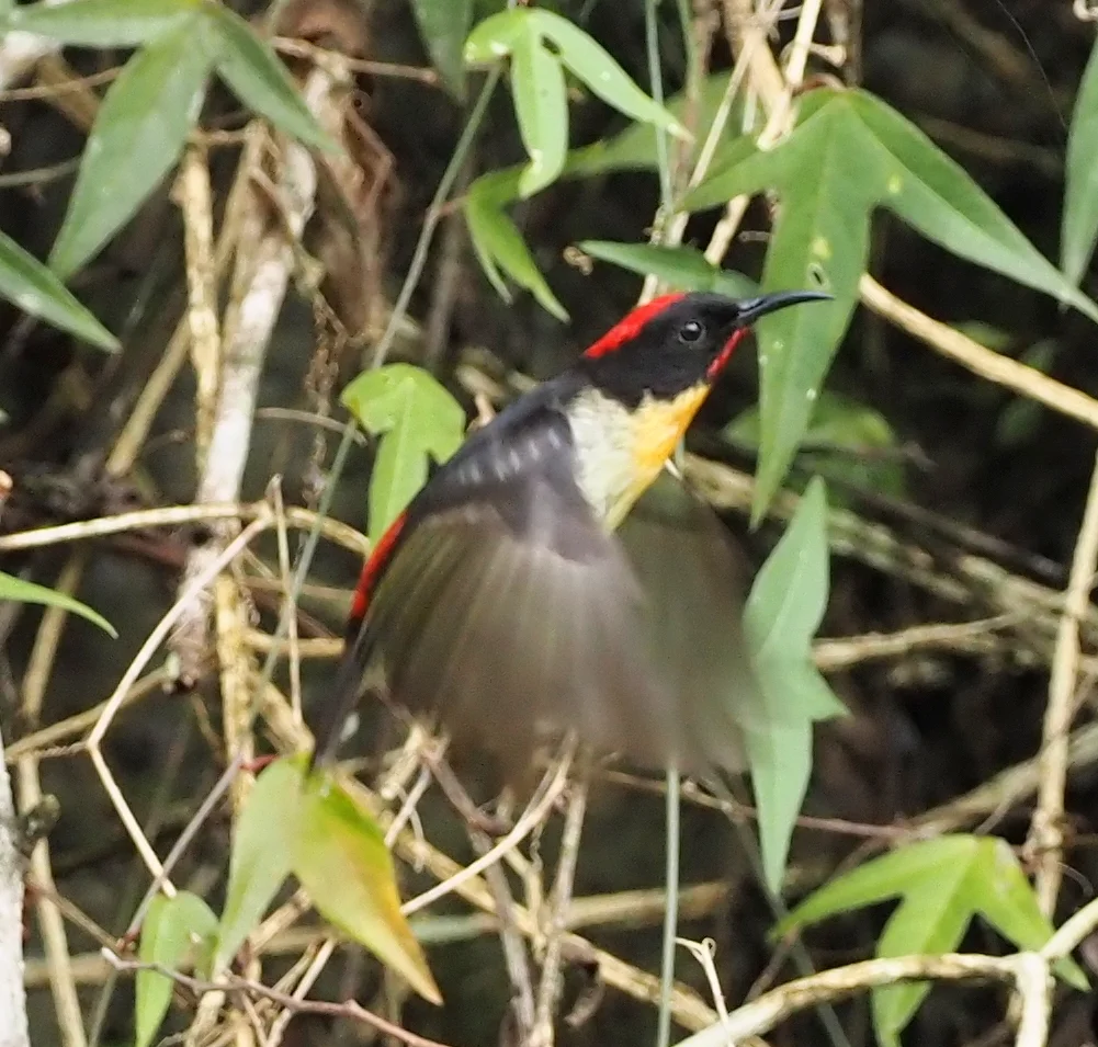 橙胸摄蜜鸟(Myzomela jugularis)