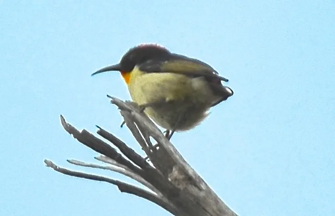 橙胸摄蜜鸟(Myzomela jugularis)