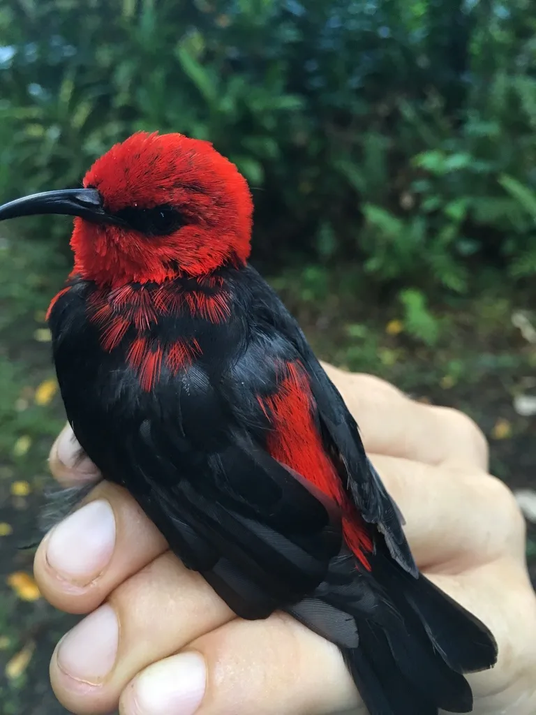 萨摩亚摄蜜鸟(Myzomela nigriventris)
