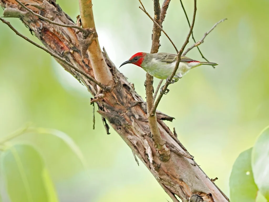 阿洛摄蜜鸟(Myzomela prawiradilagae)