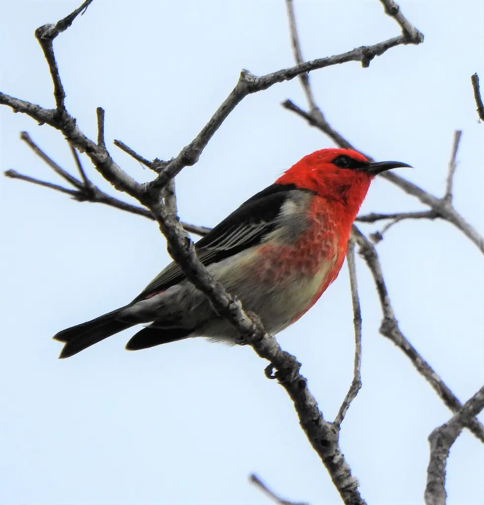 绯红摄蜜鸟(Myzomela sanguinolenta)