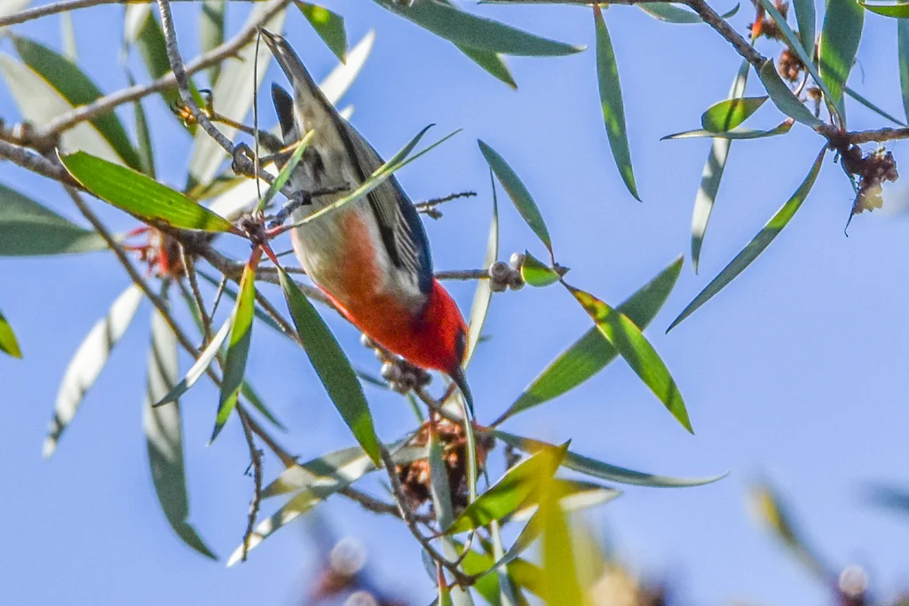 绯红摄蜜鸟(Myzomela sanguinolenta)