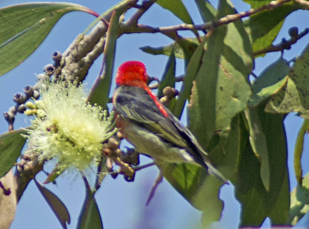 绯红摄蜜鸟(Myzomela sanguinolenta)