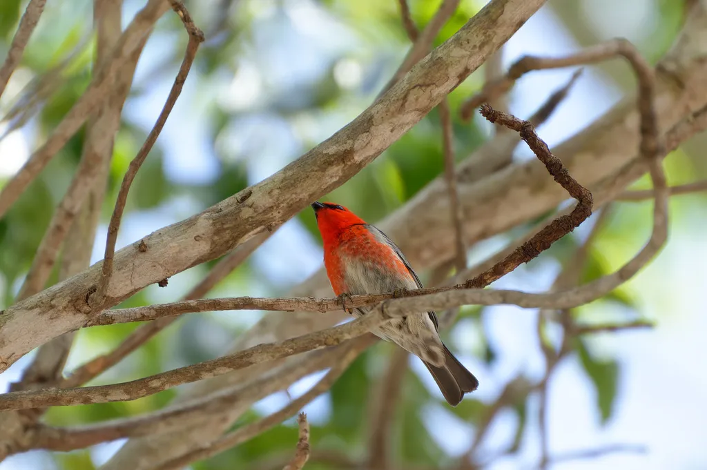绯红摄蜜鸟(Myzomela sanguinolenta)