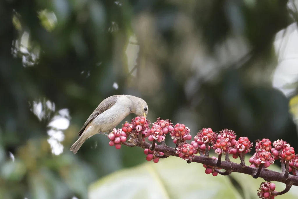 绯红摄蜜鸟(Myzomela sanguinolenta)